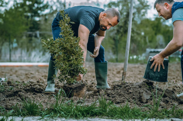 Franconia, VA Tree Service Company